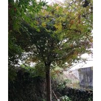 高接紅楓優(yōu)惠處理