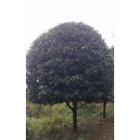 桂花:銀杏:香樟: