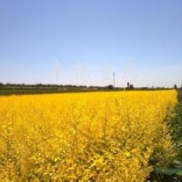 15萬(wàn)株金葉榆