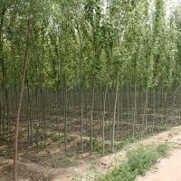 2000株胸徑3CM的新疆楊