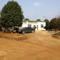 雞爪槭紅梅紅楓羽毛楓羅漢松三角楓櫻花出售