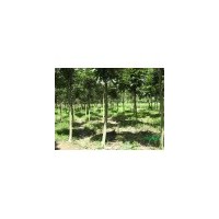 杜仲價格 杜仲草藥 杜仲葉 杜仲基地