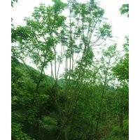 瀘州藍(lán)花楹|藍(lán)花楹價(jià)格|西南藍(lán)花楹|成都藍(lán)花楹|