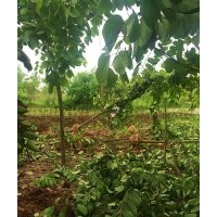 瀘州羊蹄甲|成都羊蹄甲|四川羊蹄甲|西南羊蹄甲|