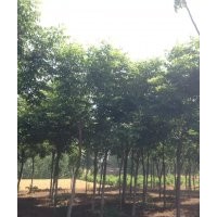 供應(yīng)大規(guī)格紅白玉蘭，黃櫨，流蘇，五角楓，杜梨等