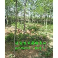 6公分國槐價(jià)格，6公分國槐樹