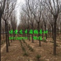 11公分國槐價(jià)格，11公分國槐樹