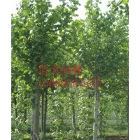 處理一批11公分法桐1-20公分法桐