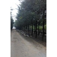 12-16公分國(guó)槐