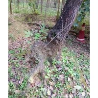 紅白玉蘭，流蘇，黃櫨，杜梨