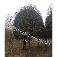 成都低價批發(fā)八月桂花