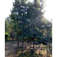 流蘇，黃櫨，紅白玉蘭，