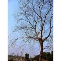 供應(yīng)烏桕價格 15公分烏桕價格 18公分烏桕價格