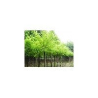 供應黃連木 黃連木價格 黃連木批發(fā)價格