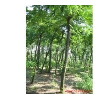 供應(yīng)榔榆 南京榔榆 榔榆批發(fā)價(jià)格