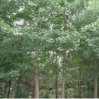 四川成都銀杏基地銀杏價(jià)格銀杏直銷10-50公分銀杏報(bào)價(jià)