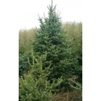 云杉2-3米，量大