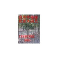 6、8、10、大葉樟熟貨出售