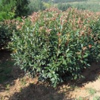 供應(yīng)北方紅葉石楠球