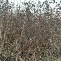 低價(jià)出售大紅袍花椒苗、桃樹(shù)苗毛桃苗、梨樹(shù)苗、107速生楊樹(shù)苗、