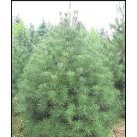 出售白皮松1-2-3-4-5米占地白皮松