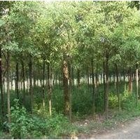 自產(chǎn)自銷紫薇價(jià)格 6公分紫薇價(jià)格 8公分紫薇價(jià)格