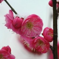 宿遷紅梅花基地梅花樹(shù)苗紅梅種苗批發(fā)