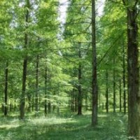 13公分水杉 13公分水杉