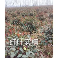 供應(yīng)紅楓、國(guó)槐、馬褂木、七葉樹、龍柏、五角楓、黃楊球