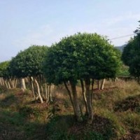 楊梅價(jià)格、湖南楊梅樹價(jià)格6-8公分楊梅價(jià)格10公分楊梅樹價(jià)格