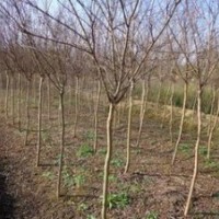 供應(yīng)山東4公分紫薇價格 6公分紫薇價格 紫薇價格