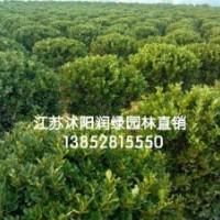 80公分衛(wèi)矛球價(jià)格，100公分1米2衛(wèi)矛球價(jià)格