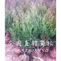 40公分蜀檜價(jià)格，50公分高蜀檜價(jià)格