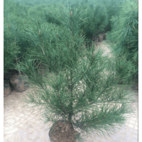 賣40-80公分高營(yíng)養(yǎng)杯白皮松《自家苗圃。