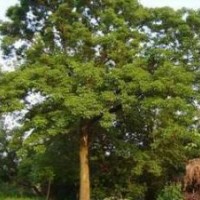 河南周口重陽木15公分重陽木價(jià)格 18公分重陽木價(jià)格