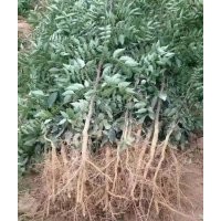 占地果樹，梨樹，桃樹，櫻桃樹