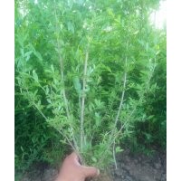 河北水臘_河北金葉水臘_河北金葉榆_紅葉小檗