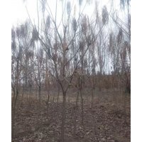 梧桐東北梧桐基地