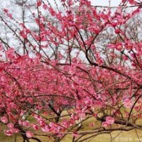 紅梅，綠梅，臘梅哪個價格要便宜些？