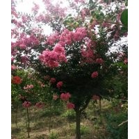 最新的5公分6公分的紫薇樹(shù)苗價(jià)格