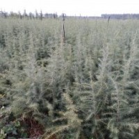 雪松苗木1元一株