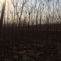 涿州綠化苗木欒樹