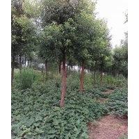 750株8至9公分香樟地苗賤賣