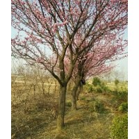 供應(yīng)牡丹苗、月季苗、雪松等園林花卉苗