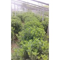 博野縣豐林苗圃場大量出售黃楊球