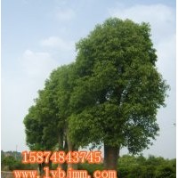瀏陽香樟基地、精品移植香樟選購園