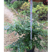 低價供應(yīng)小葉女貞（冬青）小苗和毛球規(guī)格在20-60cm全袋苗