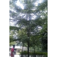 成都銀杏各類規(guī)格