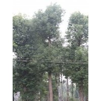 成都精品小葉香樟