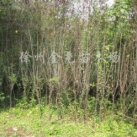 地徑1.5-3CM紅葉李